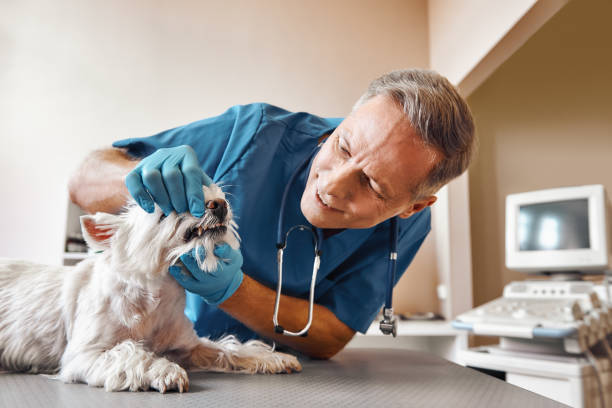 Best Emergency Tooth Extraction in Iona, ID
